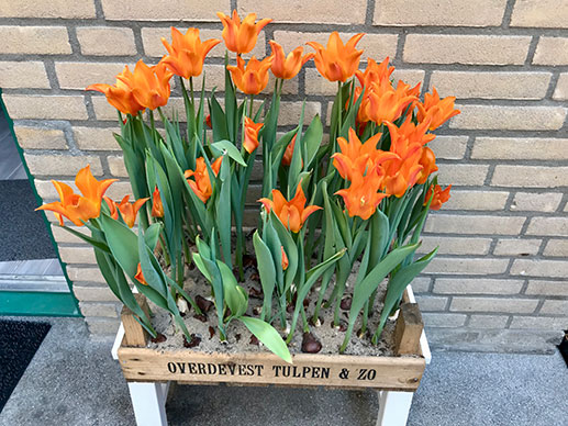 Tulpen in een kistje