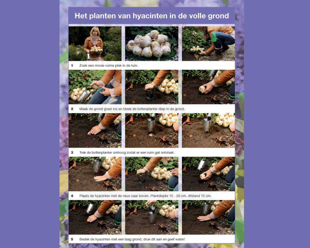 Instructies voor het planten van hyacinten in de volle grond.